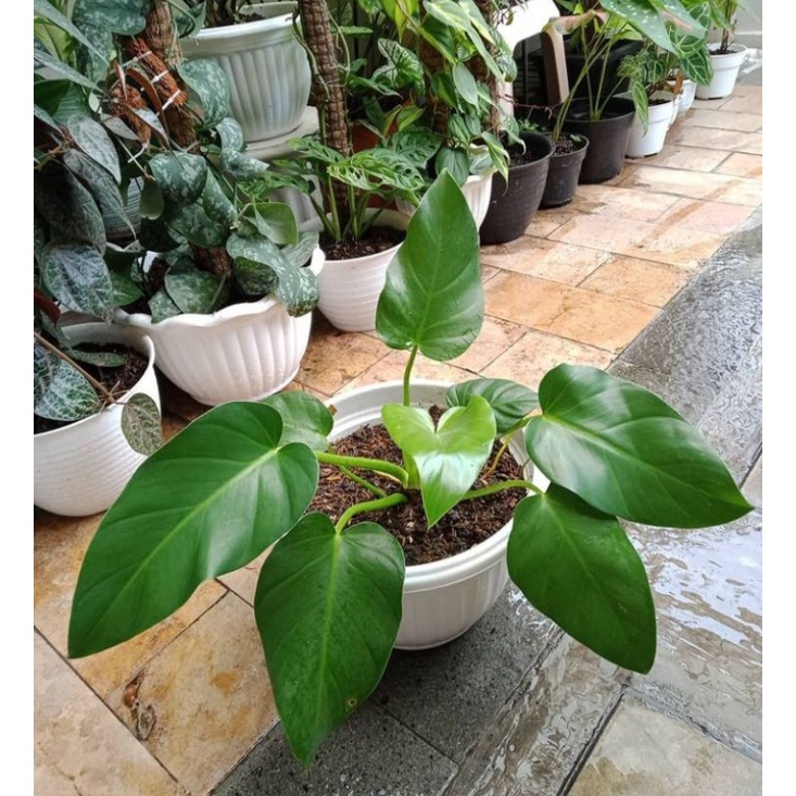 Philodendron marble giganteum medium size