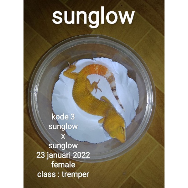 mainan leopard gecko (female). Data lengkap