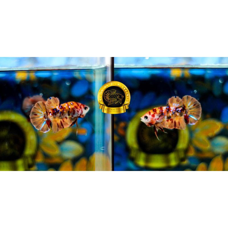 Cupang yellow base multicolor galaxy Top grade