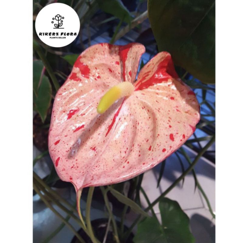 PROMO!! FREE ONGKIR!!! TANAMAN HIAS ANTHURIUM MICKEY MOUSE// PRINCESS PINK GRESY