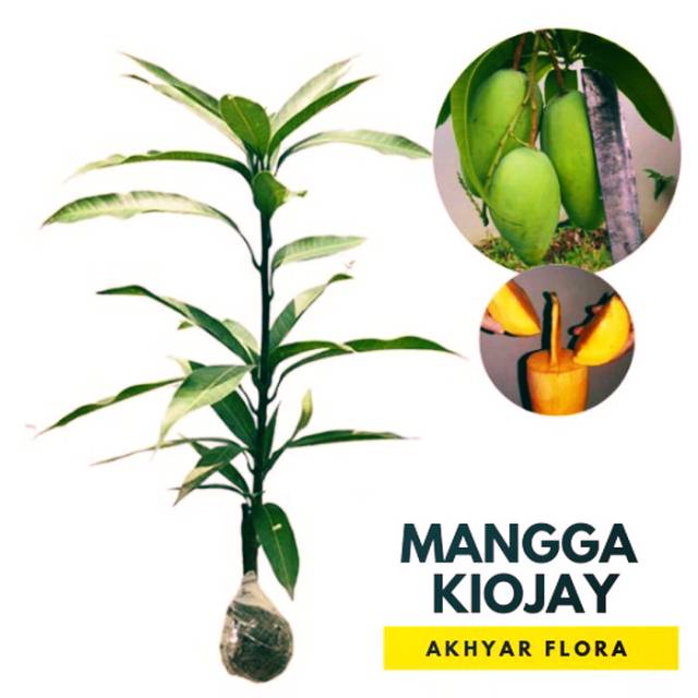Bibit Mangga Kiojay Pohon Mangga Bibit Buah Mangga Kiojay Bibit berkualitas Bibit Tanaman Buah bunga