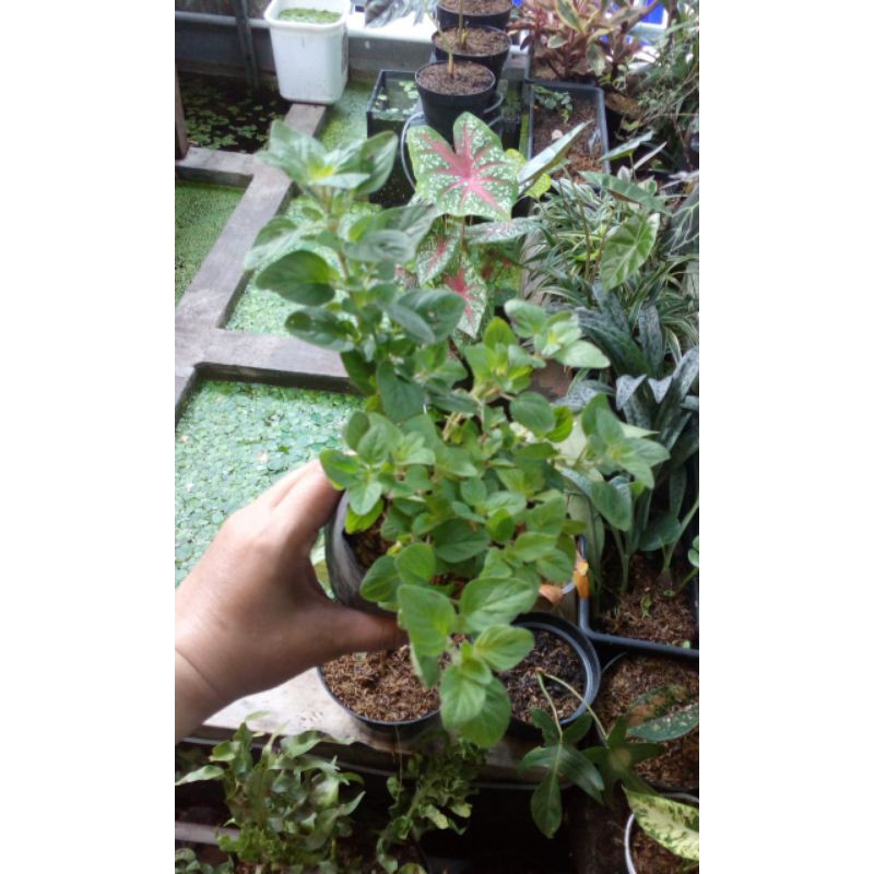 oregano/tanaman herbal oregano