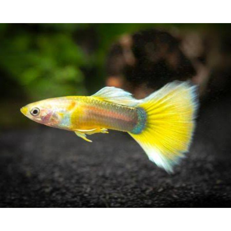 Ikan Guppy Yellow Micariff