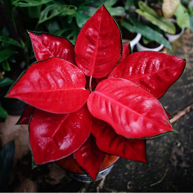 Aglaonema suksom / Aglonema suksom florist nursery / Aglonema suksomTanaman hias aglaonema suksom - 