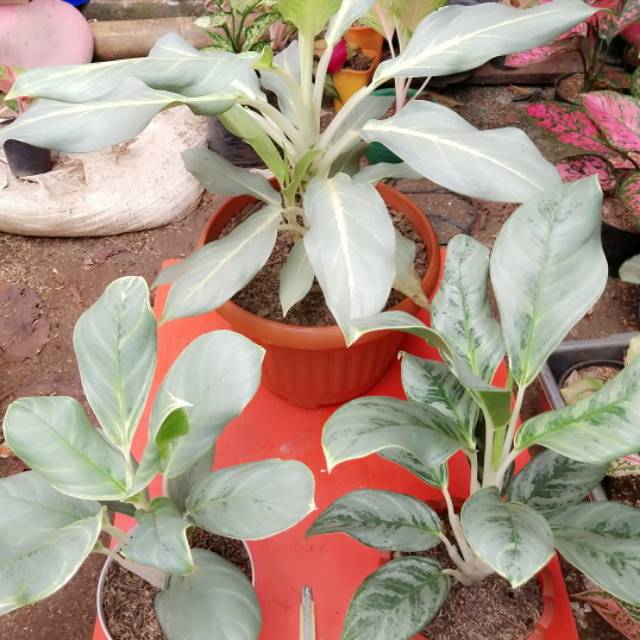 Aglaonema silver Curly