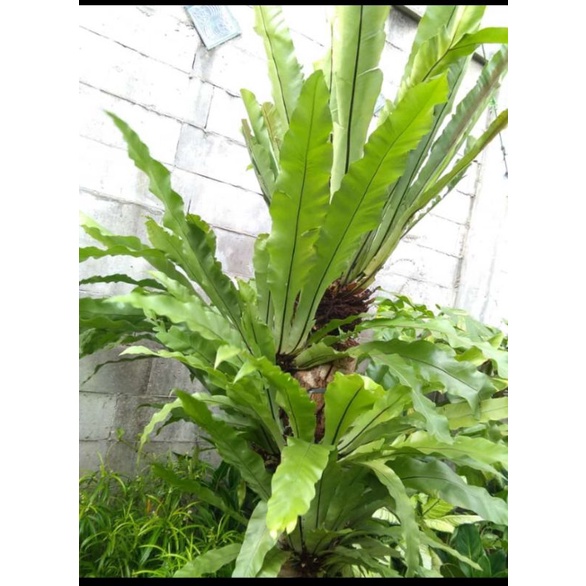 tanaman hias kadaka pakis