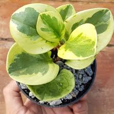 peperomia varigata kuning obtusifolia - tanaman daun paperomia bergaransi