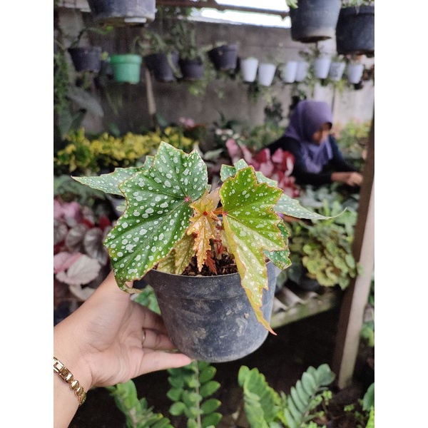 Bunga Begonia Polkadot Maculata Cantik Begonia Totol Kecil Murah Berkualitas