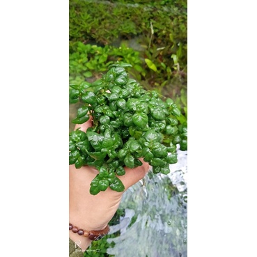 angguran tanaman media  wabikusa aquarium aquascape