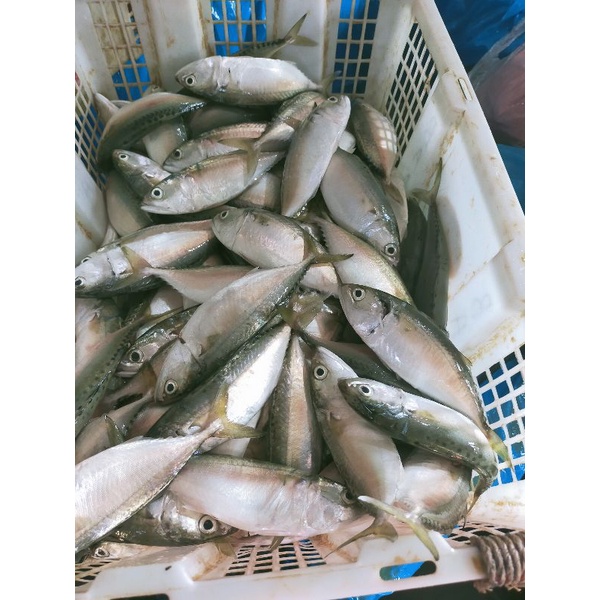 

Ikan Gembung Aso 1 kg