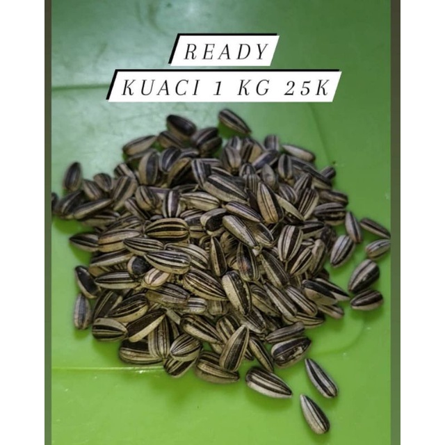 kuaci atau biji bunga matahari 1 kg