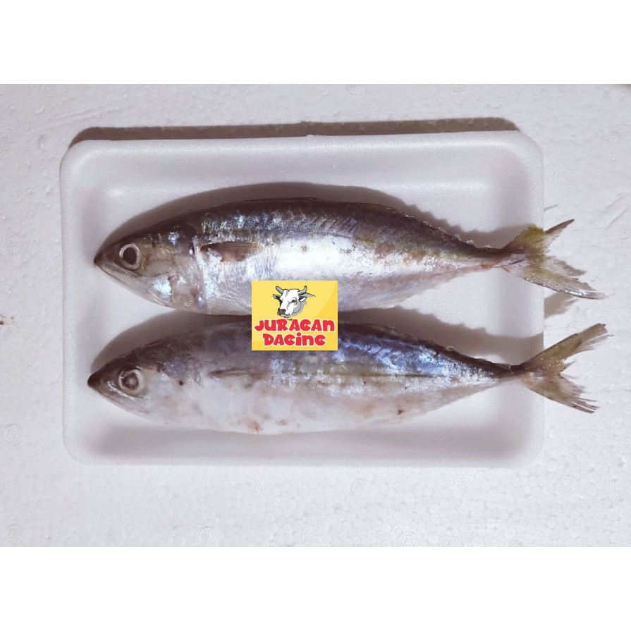

Ikan kembung banjar 1 kg