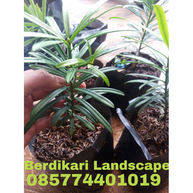Bibit tanaman lohansung, bibit luohan song, pohon lohansung