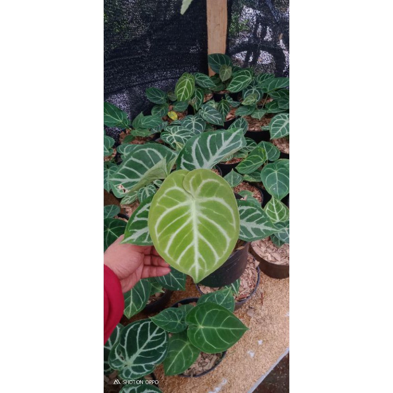 kuping gajah dorayaki silver