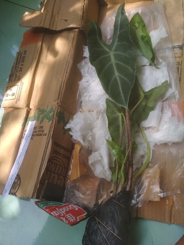 Tanaman Hias Keladi  Alocasia Silver /keladi Liku Sp Hutan