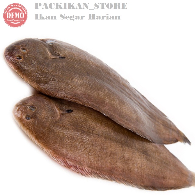 

Ikan Lidah Lidah 1Kg Ikan Fresh Laut Kualitas Garansi Segar