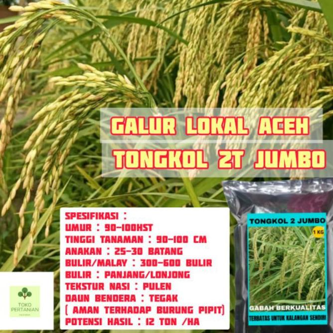 [LR14]COD tongkol2 jumbo benih padi Galur lokal Aceh berkualitas.-Gratis ongkir