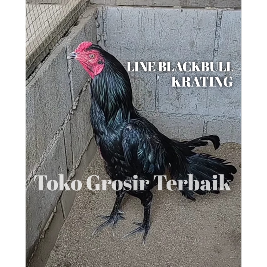 Ayam bangkok asli BLACKBULL line khoyngon f1 telur tetas perbutir