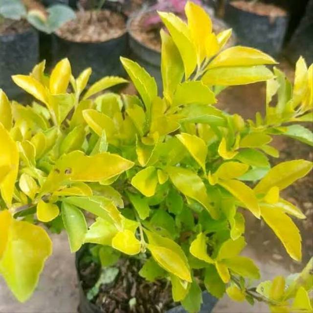 penitian mini kuning (duranta erecta)murah - tanaman daun