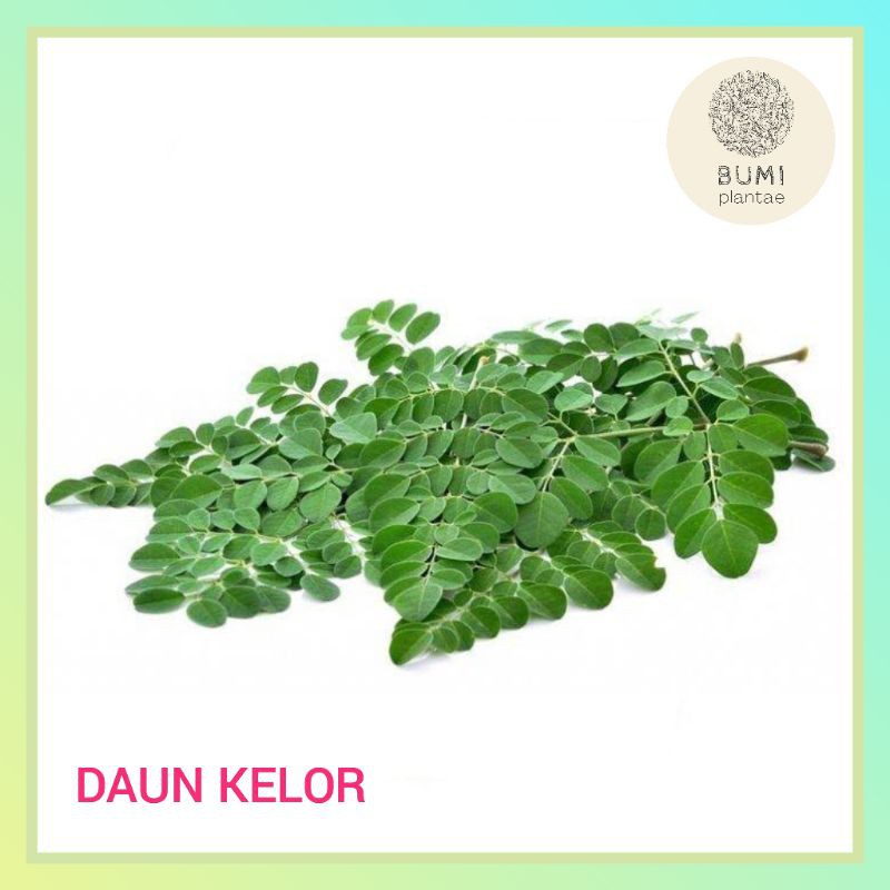 

Daun Kelor 200 gram - Sayur Segar