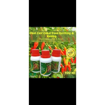 OBAT CABE DAUN KRETING DAN KUNING