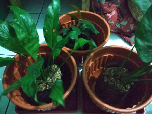 Homalomena Totol Putih