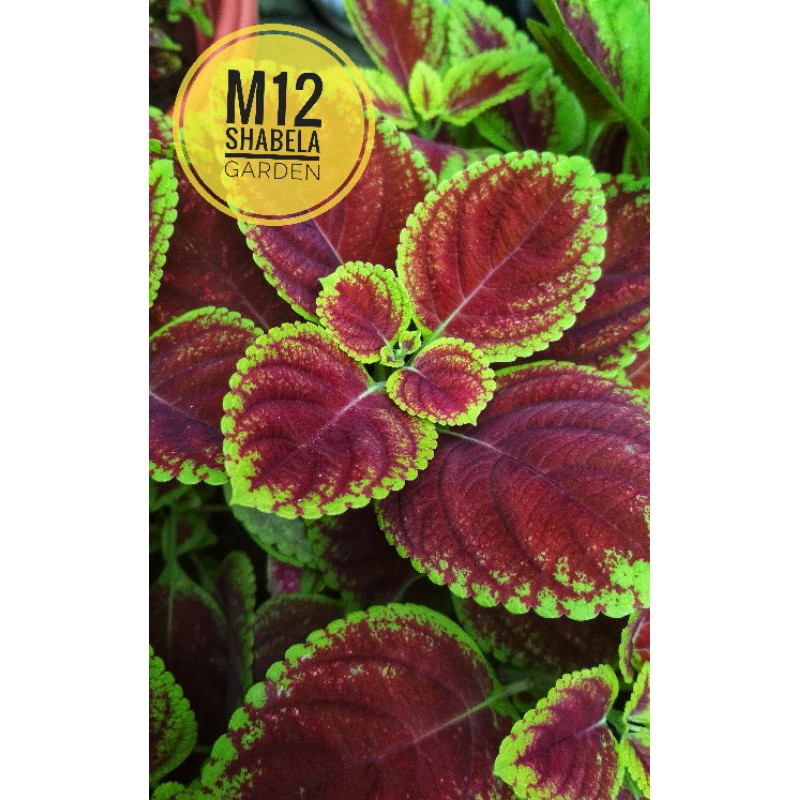 miana coleus