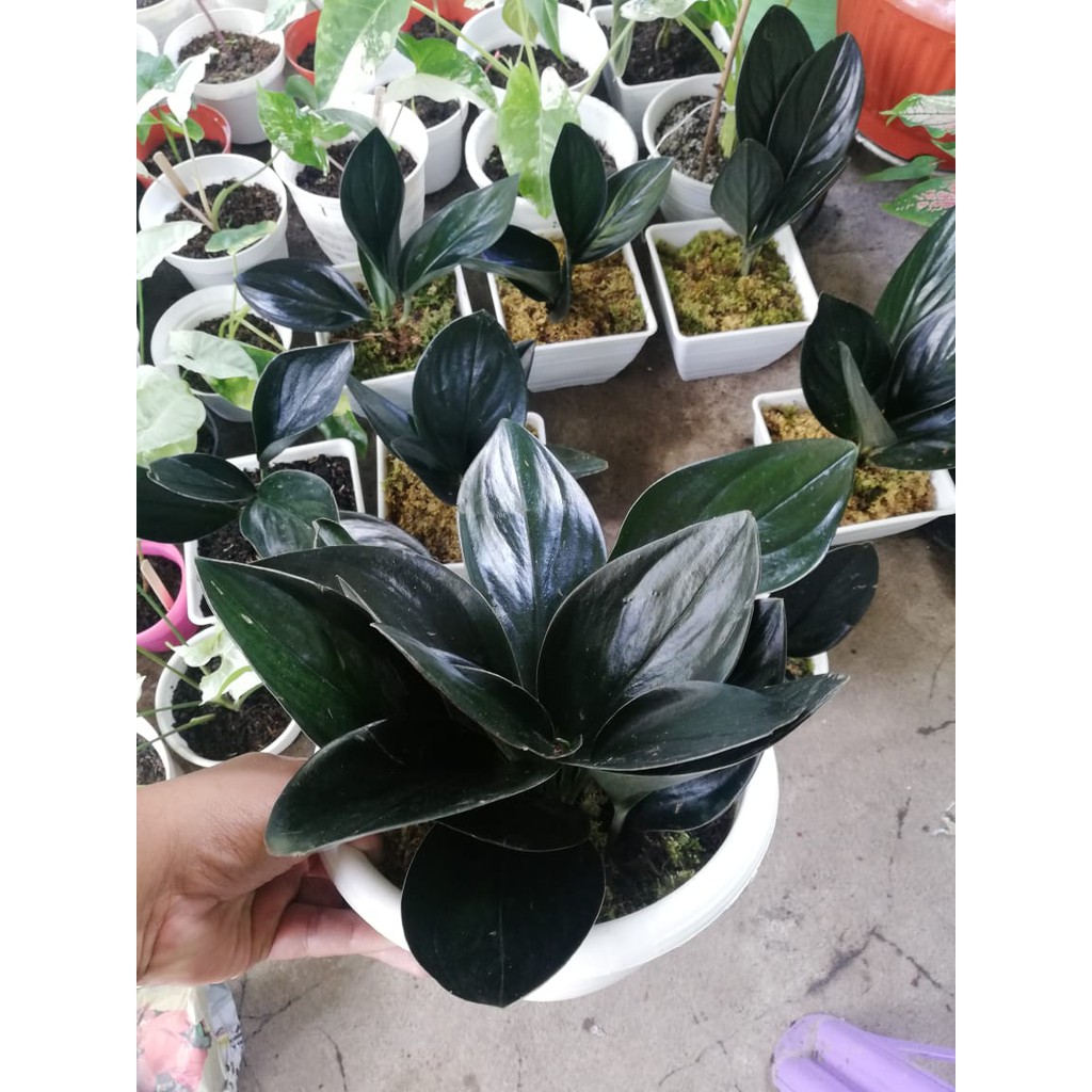 scindapsus treubii dark from