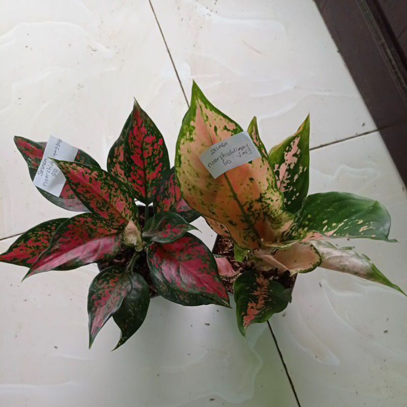 aglonema ruby garuda dan kocin tembaga kk noershiddiqayyasy