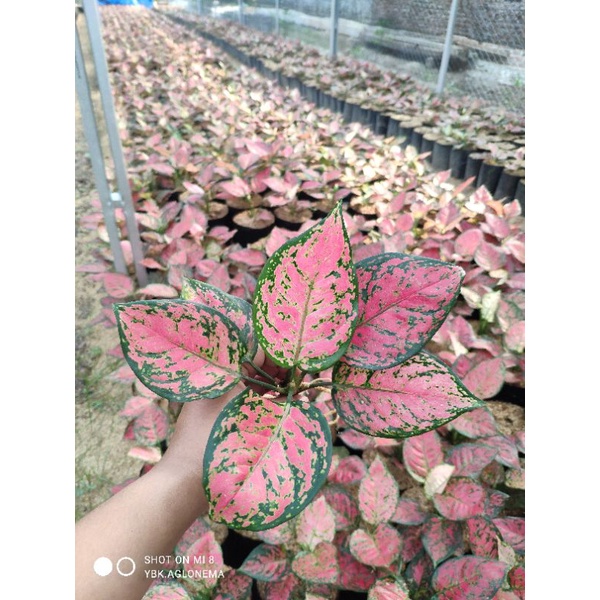Aglonema dud anjamani ( dut anja ) ( full merah)