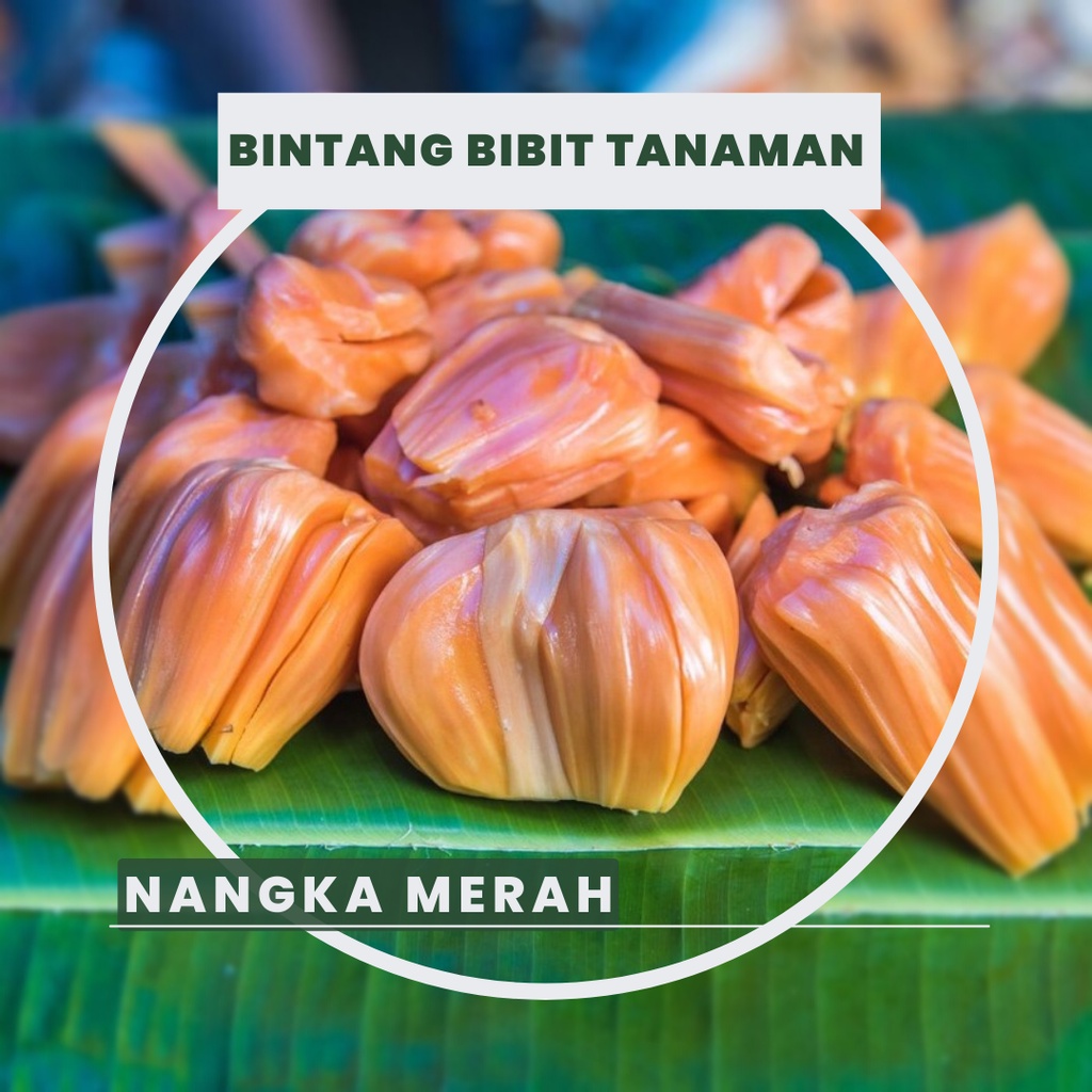 Bibit Nangka merah Okulasi
