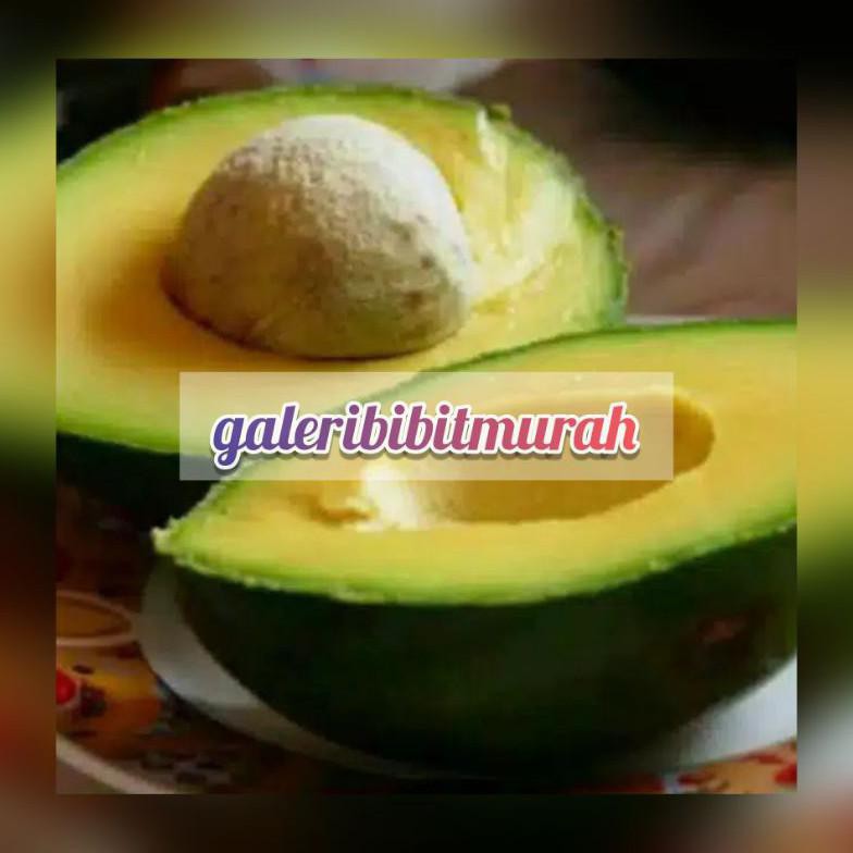 BIBIT ALPUKAT MIKI JUMBO