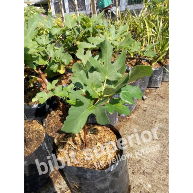 Bibit buah tin kuning / tin yellow jordan