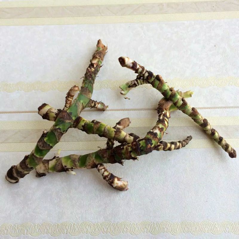 

Akar Jeringau / Dlingo 100gr