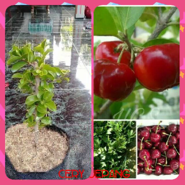Bibit tanaman buah ceri jepang
