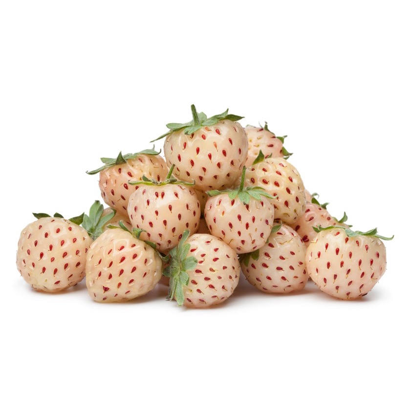 Benih Bibit Biji - Korean White Strawberry Stroberi Putih Korea Pineberry Seeds - IMPORT