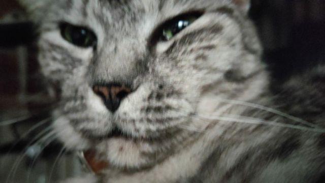 Mask Plastic Transparent,masker Penutup Mulut Plastik Transparan