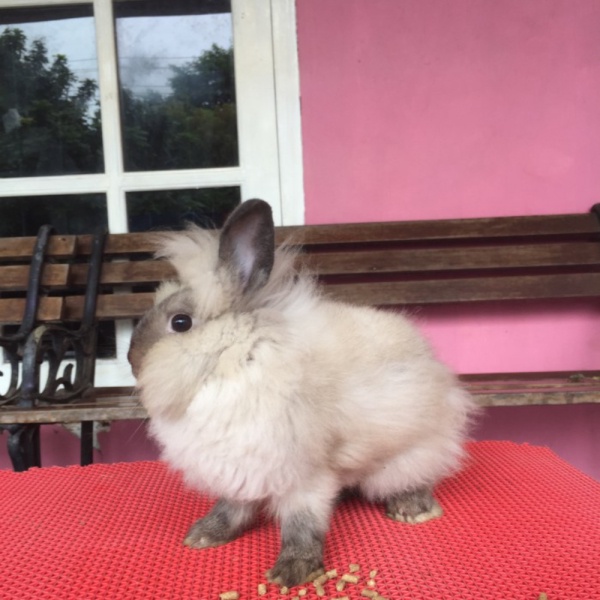 Unik tools n parts kelinci lion head betina 1 26SZ2 Diskon