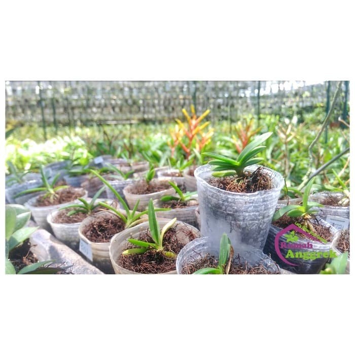 Seedling Anggrek Vanda Hybrid Bibit Hibrida