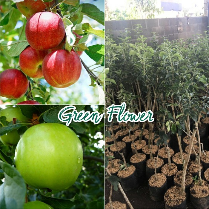 2 Bibit Apel - Apel Anna dan Apel Manalagi