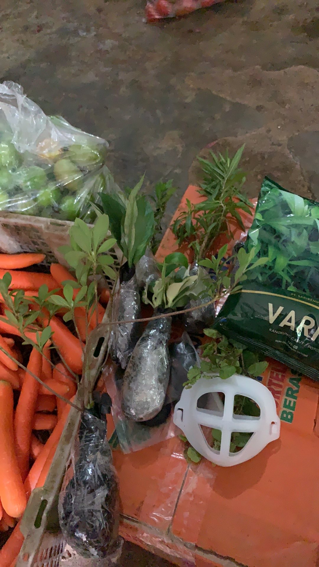 Tanaman Hias Melati Kaca Piring Harum / Melati Kaca Piring / Melati Kaca Piring