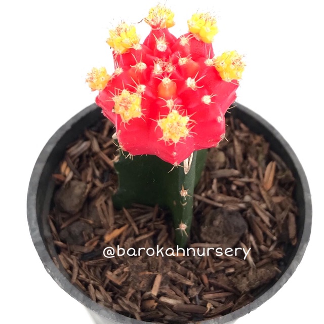 Gymnocalycium Red Import