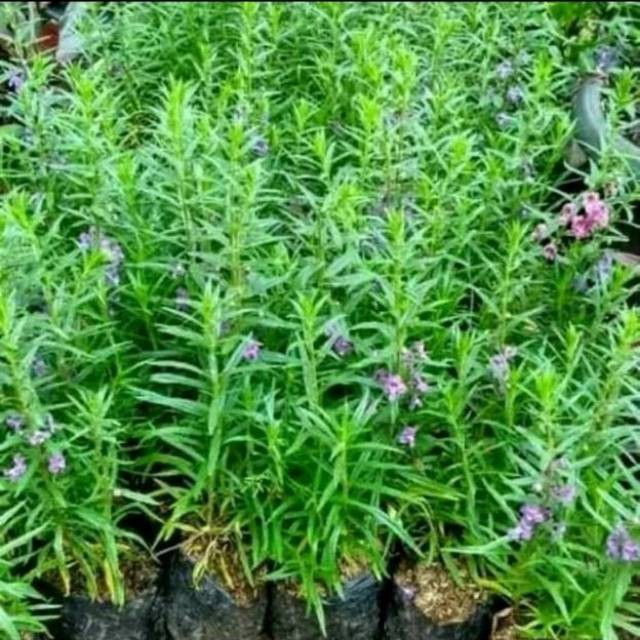 Tanaman hias Pohon bunga lavender lokal atau angelonia