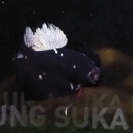 CUPANG PK AVATAR COPPER DOUBLE BLACK/PK AVC 100% REALPICT (8AV3)