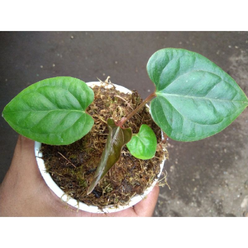 Anthurium Luxurian Special Order#Dindin