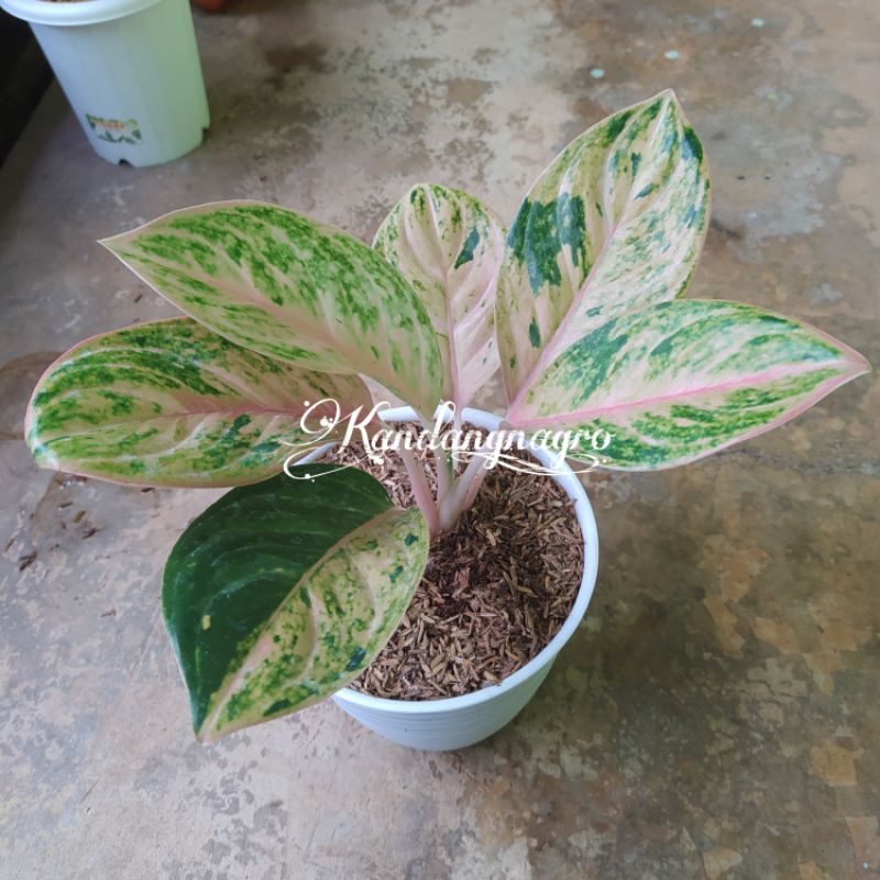 Aglonema Obama Mutasi