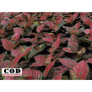 Aglaonema aglonema  suksom  jaipong  Shopee Indonesia