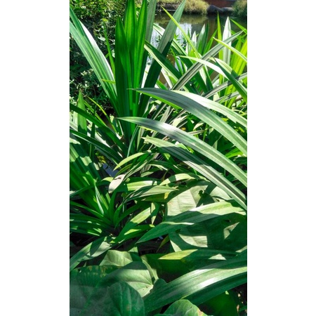 

PANDAN WANGI ORGANIK