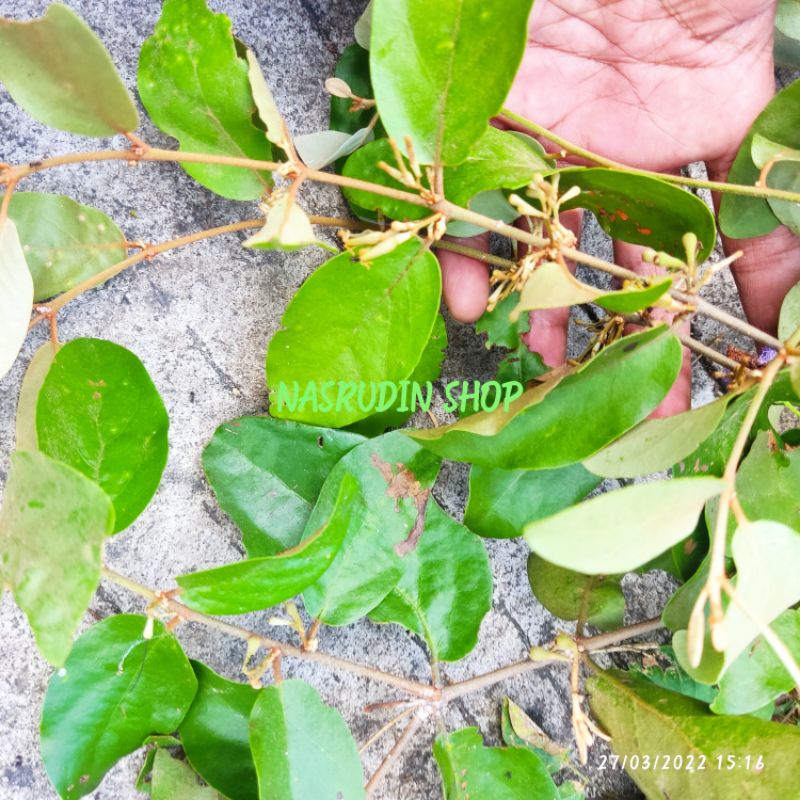 

[Fresh] BENALU DAUN MALAKA SEGAR / BENALU MALAKA LANGSUNG PETIK / BENALU LANGKA