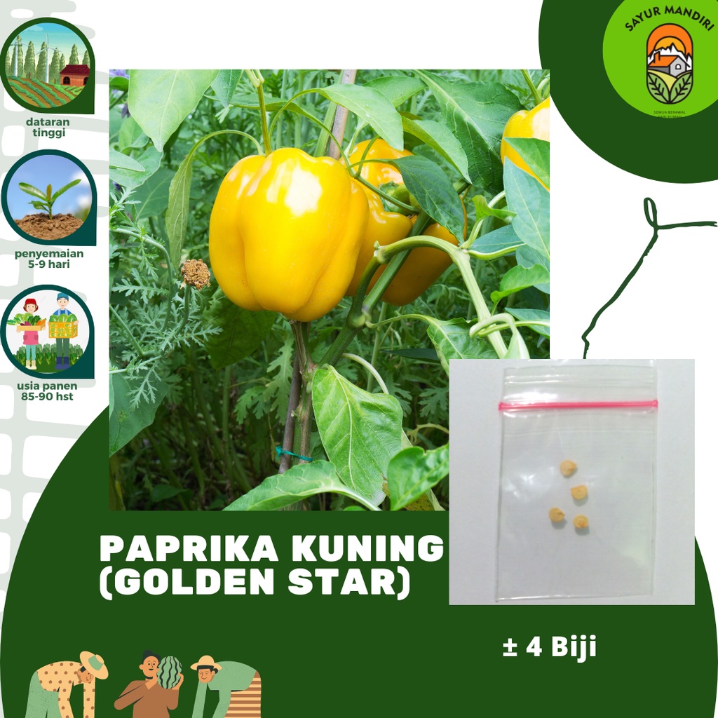 Benih Paprika Kuning Golden Star Seribuan